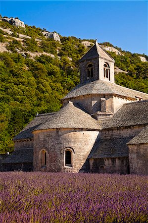 Blooming field of Lavender , Lavandula angustifolia, in front of Senanque Abbey, Gordes, Vaucluse, Provence Alpes Cote dAzur, Southern France, France Foto de stock - Con derechos protegidos, Código: 862-06541722