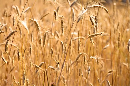 sault - wheat around Sault, Provence, France Stock Photo - Rights-Managed, Code: 862-06541745