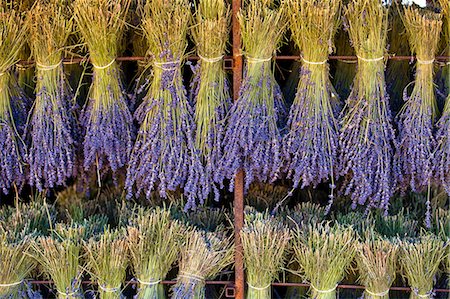 sault - Blooming field of Lavender , Lavandula angustifolia, Vaucluse, Provence Alpes Cote dAzur, Southern France, France Foto de stock - Con derechos protegidos, Código: 862-06541746