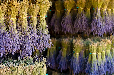 Blooming field of Lavender , Lavandula angustifolia, Vaucluse, Provence Alpes Cote dAzur, Southern France, France Foto de stock - Con derechos protegidos, Código: 862-06541747