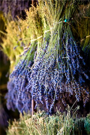 Blooming field of Lavender , Lavandula angustifolia, Vaucluse, Provence Alpes Cote dAzur, Southern France, France Photographie de stock - Rights-Managed, Code: 862-06541750