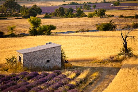 farming france - Blooming field of Lavender , Lavandula angustifolia, and Spanish Broom or Weavers Broom , Spartium junceum, Vaucluse, Provence Alpes Cote dAzur, Southern France, France Stock Photo - Rights-Managed, Code: 862-06541760