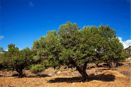 Greece, Kos, Southern Europe. Olive trees Stock Photo - Rights-Managed, Code: 862-06541827