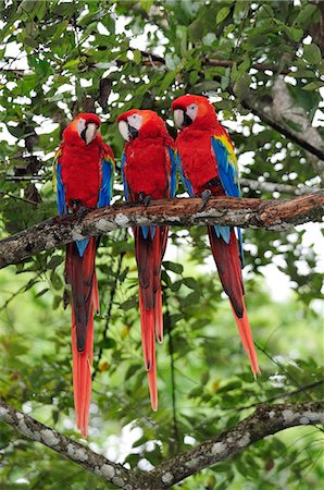 Three Macaw parrots perched on branch, Copan Ruinas, Central America, Honduras. Foto de stock - Con derechos protegidos, Código: 862-06541890