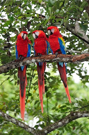 Three Macaw parrots perched on branch, Copan Ruinas, Central America, Honduras. Photographie de stock - Rights-Managed, Code: 862-06541890