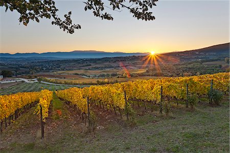 sunset farm - Italy, Umbria, Perugia district. Autumnal Vineyards near Montefalco Stock Photo - Rights-Managed, Code: 862-06542001