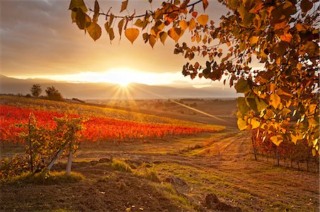 perugia - Italy, Umbria, Perugia district. Autumnal Vineyards near Montefalco Photographie de stock - Rights-Managed, Code: 862-06542003