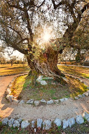 Italy, Umbria, Perugia district, Giano dellUmbria. Ancient Olive Tree. Photographie de stock - Rights-Managed, Code: 862-06542050