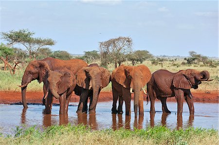 simsearch:862-06542177,k - Elephants watering at Ngutuni which is adjacent to Tsavo East National Park. Photographie de stock - Rights-Managed, Code: 862-06542166