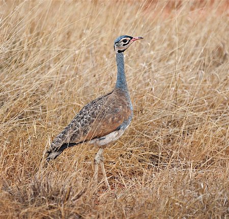 simsearch:862-06542197,k - A White bellied Bustard at Ngutuni which is adjacent to Tsavo East National Park. Photographie de stock - Rights-Managed, Code: 862-06542167
