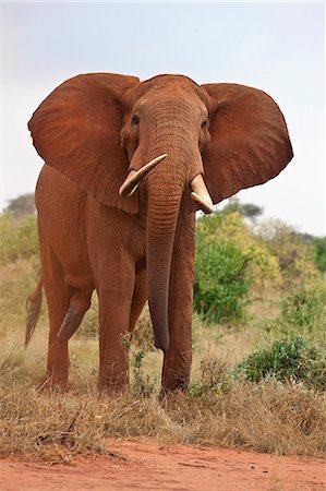 elefante africano - An elephant at Ngutuni which is adjacent to Tsavo East National Park. Fotografie stock - Rights-Managed, Codice: 862-06542168