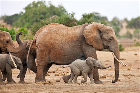 simsearch:862-06542209,k - Elephants heading to a waterhole in Tsavo East National Park. Foto de stock - Con derechos protegidos, Código: 862-06542176