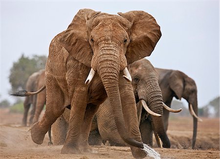 Elephants at a waterhole in Tsavo East National Park. Stock Photo - Rights-Managed, Code: 862-06542177