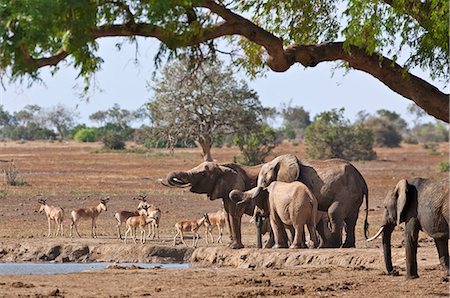 simsearch:862-06542230,k - Elephants and Kongoni at a waterhole in Tsavo East National Park. Foto de stock - Con derechos protegidos, Código: 862-06542171