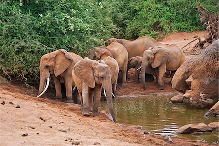 simsearch:862-06542225,k - Elephants at a small waterhole in Tsavo East National Park. Foto de stock - Con derechos protegidos, Código: 862-06542172