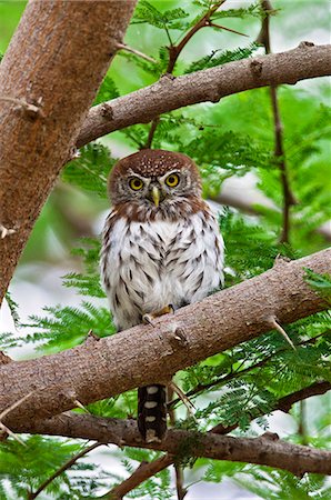 A diminutive Pearl spotted Owlet in Tsavo East National Park. Foto de stock - Con derechos protegidos, Código: 862-06542173