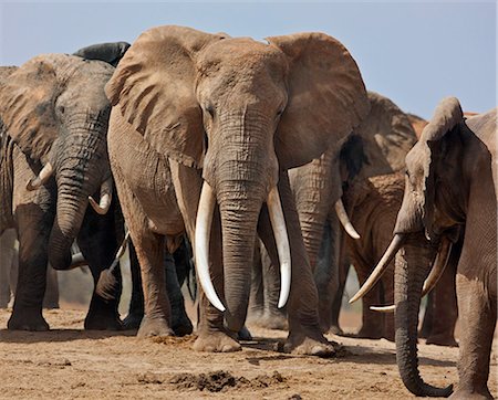 simsearch:862-06542228,k - Elephants at a waterhole in Tsavo East National Park. Foto de stock - Con derechos protegidos, Código: 862-06542185