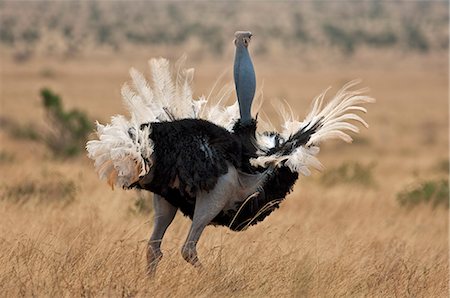 A male Somali Ostrich displaying in Tsavo East National Park. Stock Photo - Rights-Managed, Code: 862-06542187