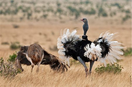 simsearch:862-08090754,k - A male Somali Ostrich courting a female in Tsavo East National Park. Photographie de stock - Rights-Managed, Code: 862-06542188