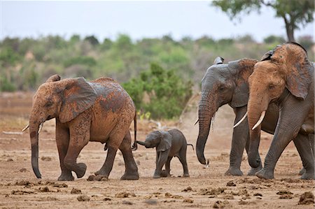 simsearch:862-06542230,k - Mud spattered Elephants leaving a waterhole in Tsavo East National Park with a baby trying to grasp the tail of the elephant in front of it. Foto de stock - Con derechos protegidos, Código: 862-06542183