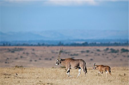 A female Beisa oryx and calf. Stockbilder - Lizenzpflichtiges, Bildnummer: 862-06542194