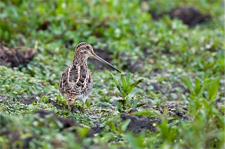 simsearch:862-06542196,k - A Common Snipe, a Palearctic migrant, feeding in a marsh. Photographie de stock - Rights-Managed, Code: 862-06542198