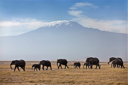 Elephants cross the plains beyond the foothills of Mount Kilimanjaro, Africas highest snow capped mountain. Foto de stock - Con derechos protegidos, Código: 862-06542205