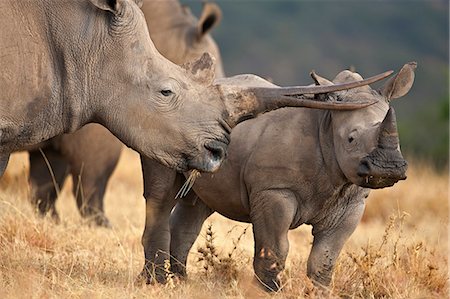A White Rhino with a split horn and her calf. Stock Photo - Rights-Managed, Code: 862-06542200