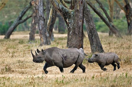 simsearch:862-03888728,k - A black rhino and her calf run through open woodland. Solio, Kenya. Photographie de stock - Rights-Managed, Code: 862-06542201