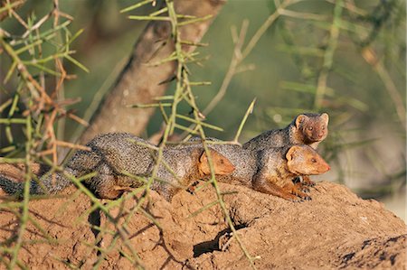 simsearch:862-06542216,k - Dwarf mongooses bask in the late afternoon sun on top of a termite mound at Amboseli. Photographie de stock - Rights-Managed, Code: 862-06542214