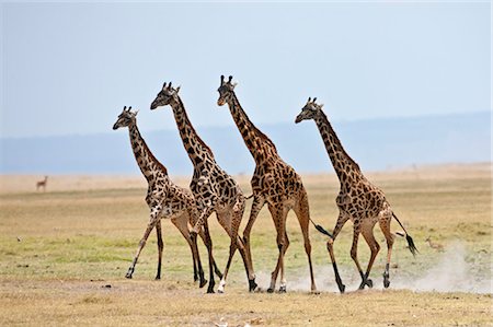 simsearch:862-06542223,k - Maasai giraffes running across open plains at Amboseli. Stock Photo - Rights-Managed, Code: 862-06542218