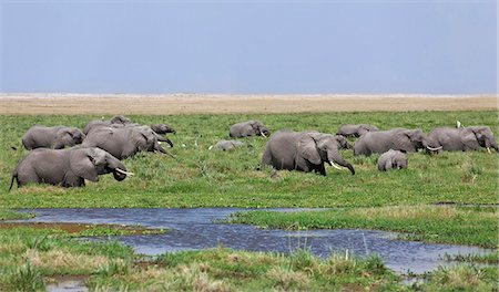 simsearch:862-06542223,k - Elephants feed in the permanent swamps at Amboseli. Stock Photo - Rights-Managed, Code: 862-06542210