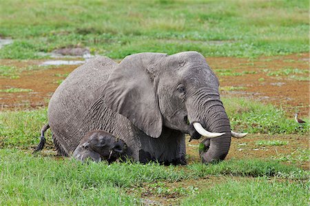 simsearch:862-06542211,k - An elephant feeds in the permanent swamps at Amboseli while its young calf struggles to keep above the water. Photographie de stock - Rights-Managed, Code: 862-06542211