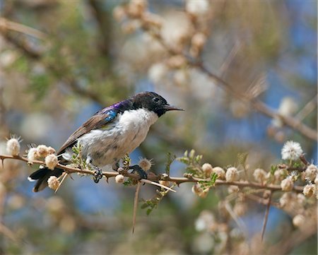 simsearch:862-03888676,k - An Eastern Violet backed Sunbird amongst acacia blossom. Foto de stock - Con derechos protegidos, Código: 862-06542226