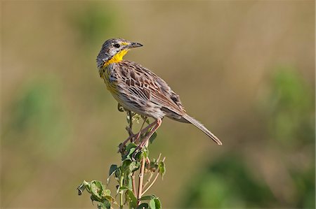 simsearch:862-06542223,k - A Yellow throated Longclaw. Stock Photo - Rights-Managed, Code: 862-06542227