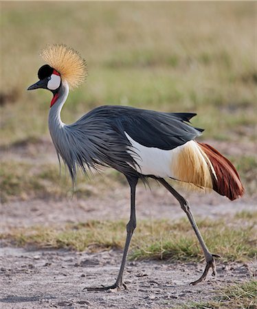 A Grey Crowned Crane. Stock Photo - Rights-Managed, Code: 862-06542222