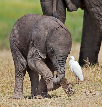 A baby elephant playing with a piece of dead wood beside its mother. Photographie de stock - Rights-Managed, Code: 862-06542236