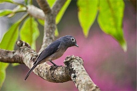 simsearch:862-06542241,k - A White eyed Slaty Flycatcher. Photographie de stock - Rights-Managed, Code: 862-06542239