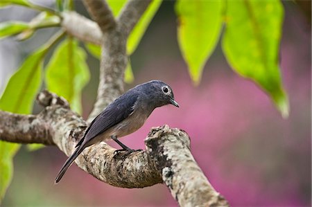 A White eyed Slaty Flycatcher. Stock Photo - Rights-Managed, Code: 862-06542239