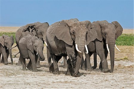 A herd of elephants move to new feeding grounds in the permanent swamps at Amboseli. Stock Photo - Rights-Managed, Code: 862-06542230