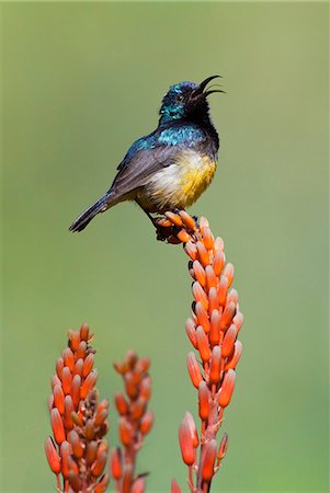 A Variable Sunbird , falkensteini, perched on an aloe. Fotografie stock - Rights-Managed, Codice: 862-06542244