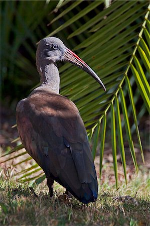 An Hadada Ibis. Stock Photo - Rights-Managed, Code: 862-06542245