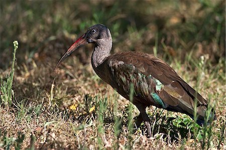 An Hadada Ibis. Fotografie stock - Rights-Managed, Codice: 862-06542246