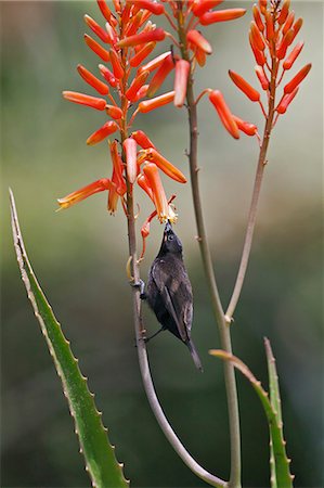 simsearch:862-06542223,k - An Amethyst Sunbird feeding on an aloe flower. Stock Photo - Rights-Managed, Code: 862-06542247