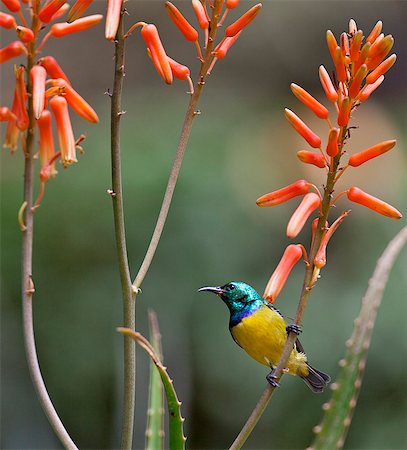 simsearch:862-03807794,k - A Variable Sunbird , falkensteini, perched on an aloe. Photographie de stock - Rights-Managed, Code: 862-06542248