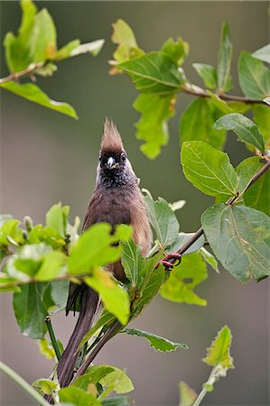 A Speckled Mousebird. Stock Photo - Rights-Managed, Code: 862-06542240