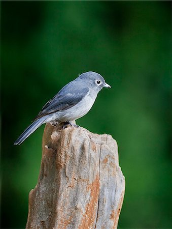 A White eyed Slaty Flycatcher. Photographie de stock - Rights-Managed, Code: 862-06542241