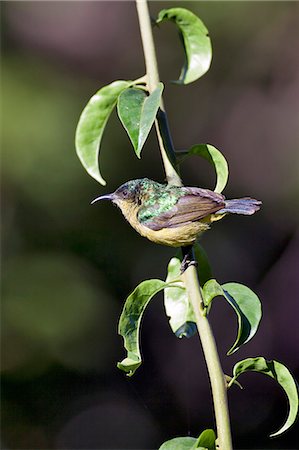 A female Collared Sunbird. Fotografie stock - Rights-Managed, Codice: 862-06542242