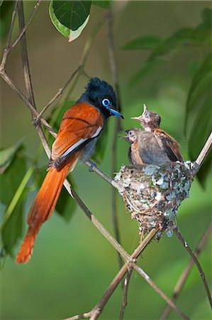 simsearch:862-06542270,k - A male African Paradise flycatcher feeding its hungry chicks. Photographie de stock - Rights-Managed, Code: 862-06542256