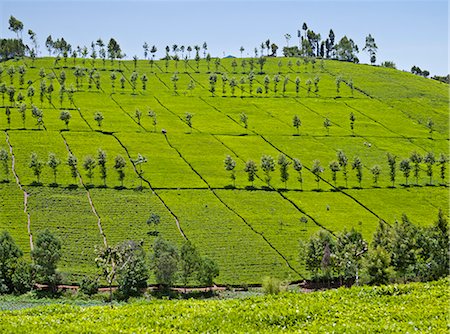 farming in africa - Tea gardens in the foothills of the Aberdare Mountains. Stock Photo - Rights-Managed, Code: 862-06542257